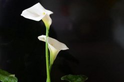 白色馬蹄蓮花語是什么，忠貞不渝、永結同心"