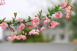 海棠花根爛了怎么辦，找到原因正確處理"