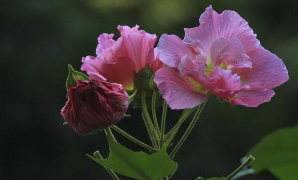 芙蓉花怎么養(yǎng)，芙蓉花適合在室內(nèi)養(yǎng)嗎"
