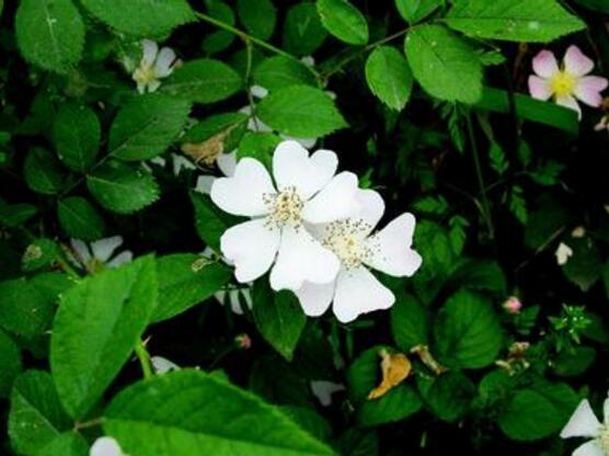 薔薇花葉子發白怎么辦，薔薇花葉子發白解決辦法"