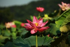 如何養荷花，荷花養殖5大要點"