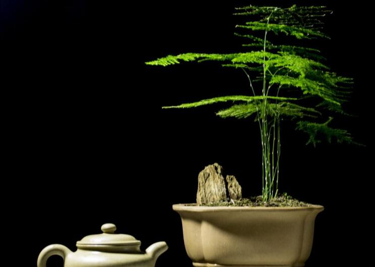 矮文竹怎么澆水，不合理的澆水會導致根部腐爛"