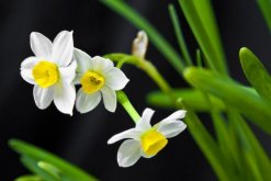 水仙花怎么催花，其實水仙花的催花方法很簡單"