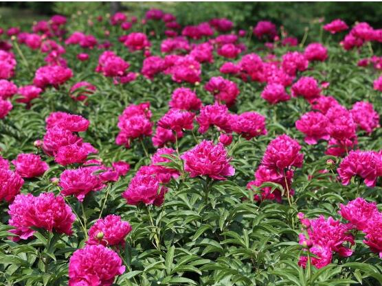 牡丹花花期，牡丹花的花期4-5月份(綻放十天)"