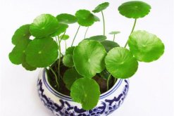 銅錢草除甲醛嗎，能/但除甲醛效果一般"