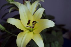 香水百合養殖方法和注意事項，掌握要點才能保證植株的生長"