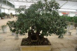 桂花葉子干枯怎么辦，控制光照并減少澆水"