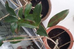 桂花葉子掉光還能活嗎，只要植株沒死就能夠救活"