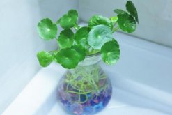 銅錢草水培里面有蟲怎么辦，清水清洗換水重新水培"