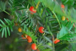 紅豆杉要公母同養嗎，只有公母同樣才能開花結果"