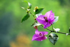 三角梅掉葉子怎么回事，光照過強(qiáng)導(dǎo)致其葉片掉落"