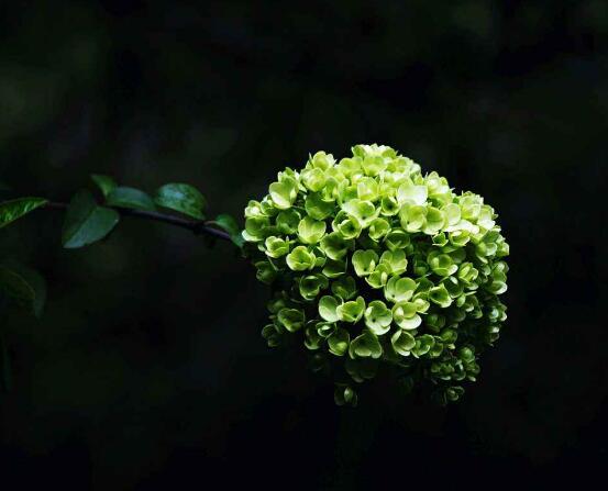 繡球花開花后如何修剪，花后一年修剪兩次(春秋季節)"