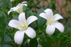 九里香花期多少，每年4月份開花（花期4個月）"
