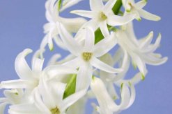 風信子的花語和寓意"