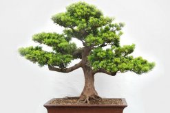 十大羅漢松品種，羅漢松常見品種介紹"