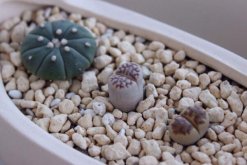 生石花剛種下幾天澆水，最好的方法是濕土種植