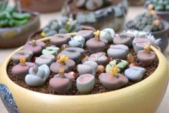 生石花怎么種，春季是生石花播種最佳時期"