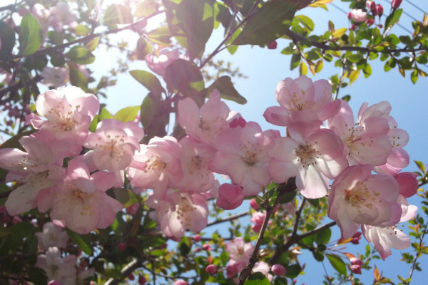 櫻花種子怎么催芽，沙藏法/高溫浸泡/冷藏法"