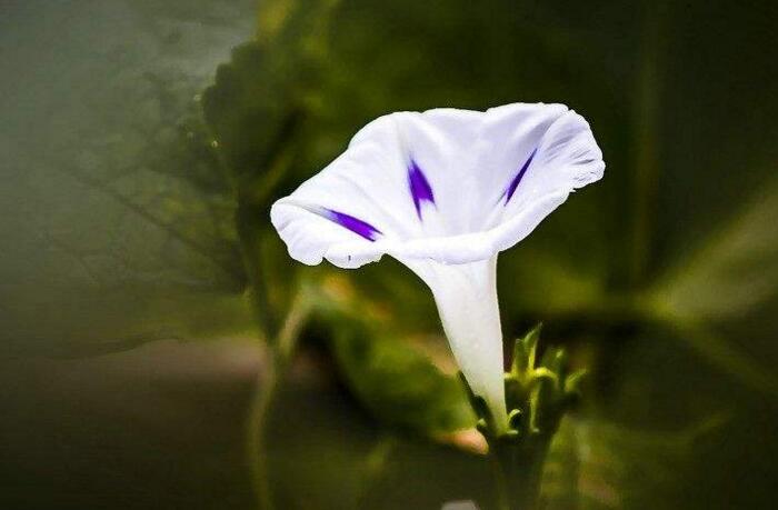 夕顏花是牽牛花嗎，不是/夕顏花是一種比較凄涼的花朵"