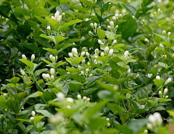 茉莉花的養殖方法和注意事項，老農總結最實用八大養殖方法"