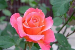 月季什么時候種最合適，月季花的種植方法"