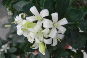 九里香花語是什么，九里香花的寓意象征愛情"