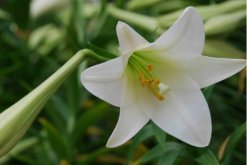 香水百合一年開幾次花，自然條件一年開一次/溫室栽培可以開兩次"