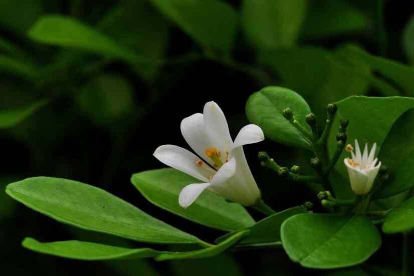 九里香花期養(yǎng)護方法，在開花的時候要注意這3種情況"