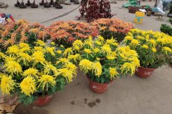 菊花怎么修剪，4步即可完成菊花的修剪"