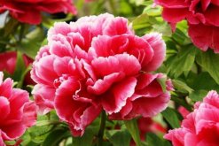 牡丹花語(yǔ)是什么，典雅大方、雍容富貴"