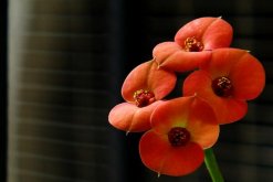 虎刺梅什么時(shí)候開花，只要養(yǎng)護(hù)得當(dāng)一年四季都能開花"