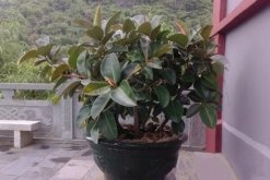 橡皮樹(shù)和橡膠樹(shù)的區(qū)別，從葉子、花朵、用途、產(chǎn)地來(lái)區(qū)分"