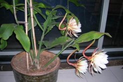 曇花幾年開(kāi)花，養(yǎng)殖三年左右才能開(kāi)花