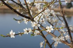 櫻花樹的養(yǎng)殖方法，養(yǎng)好櫻花樹必須做好以下5點(diǎn)"
