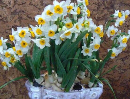 水仙花如何沙養，做好這五個基本要點便枝繁葉茂、花開爆盆"