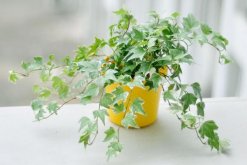 常青藤可以天天噴水嗎，只有夏季才可以天天噴水"