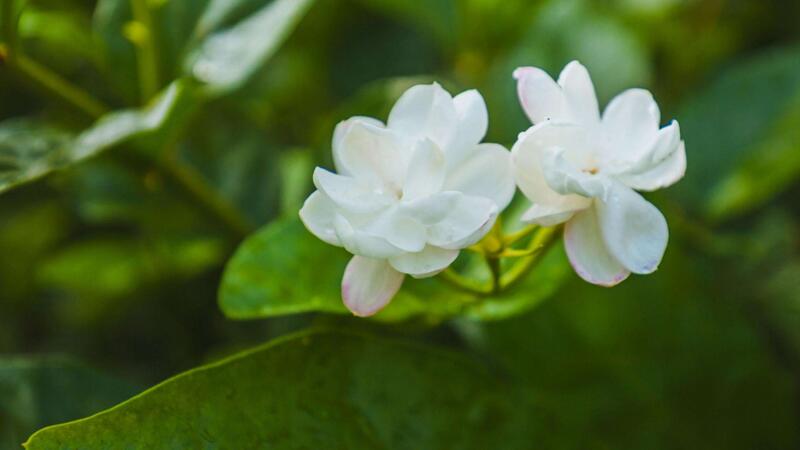 茉莉的養殖方法和注意事項"