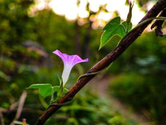 牽牛花什么季節開花，每年的夏秋開花(6-10月)
