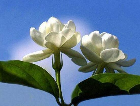 茉莉花可以水培嗎，茉莉花水培方法"