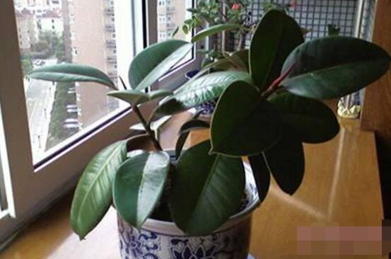 橡皮樹的好處，六大好處深受喜愛"