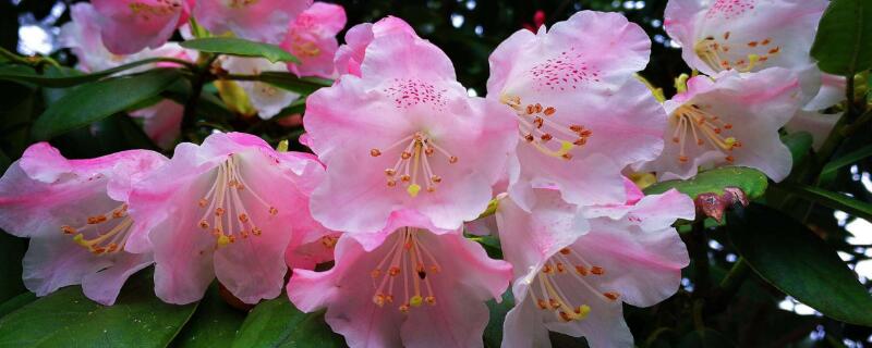杜鵑花開花后怎么修剪"