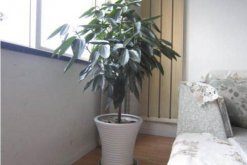 平安樹(shù)葉子尖發(fā)黑干枯，找到原因及時(shí)處理