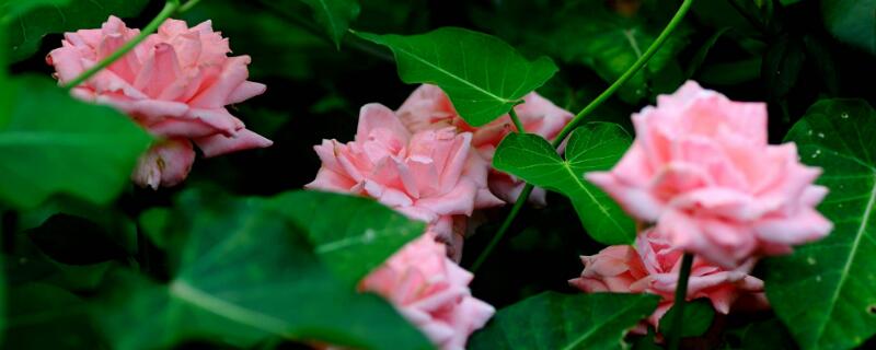 阿斯匹林哪些花不能用"