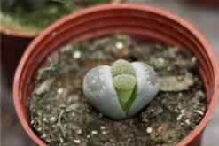 寶石花怎么分株，分株繁殖具體步驟以及養護技巧"