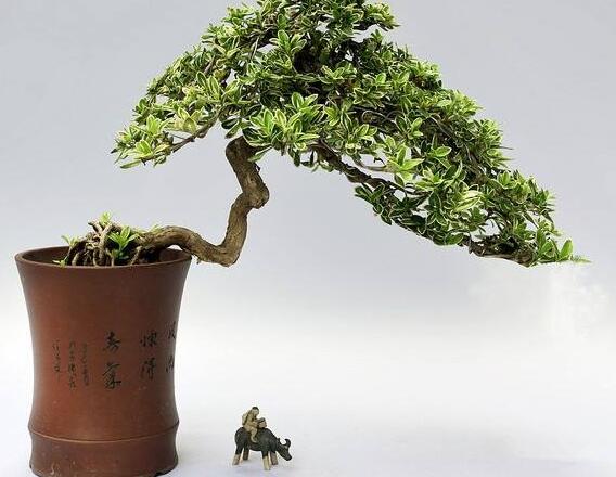 六月雪的養(yǎng)殖方法和注意事項，夏天要注意高溫死苗"