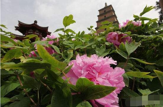 牡丹花怎么澆水，牡丹花澆水方法"