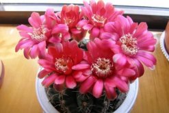 仙人球花和曇花的區別，顏色、大小、花瓣都可以進行區分"