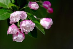 怎樣養好海棠花，海棠花養殖5大要點"
