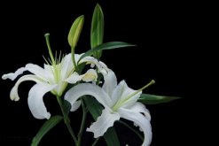 香水百合花期，每年4-7月都可以開花（花期為2個月）"