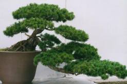 羅漢松盆景圖片欣賞，習性、分布以及作用"